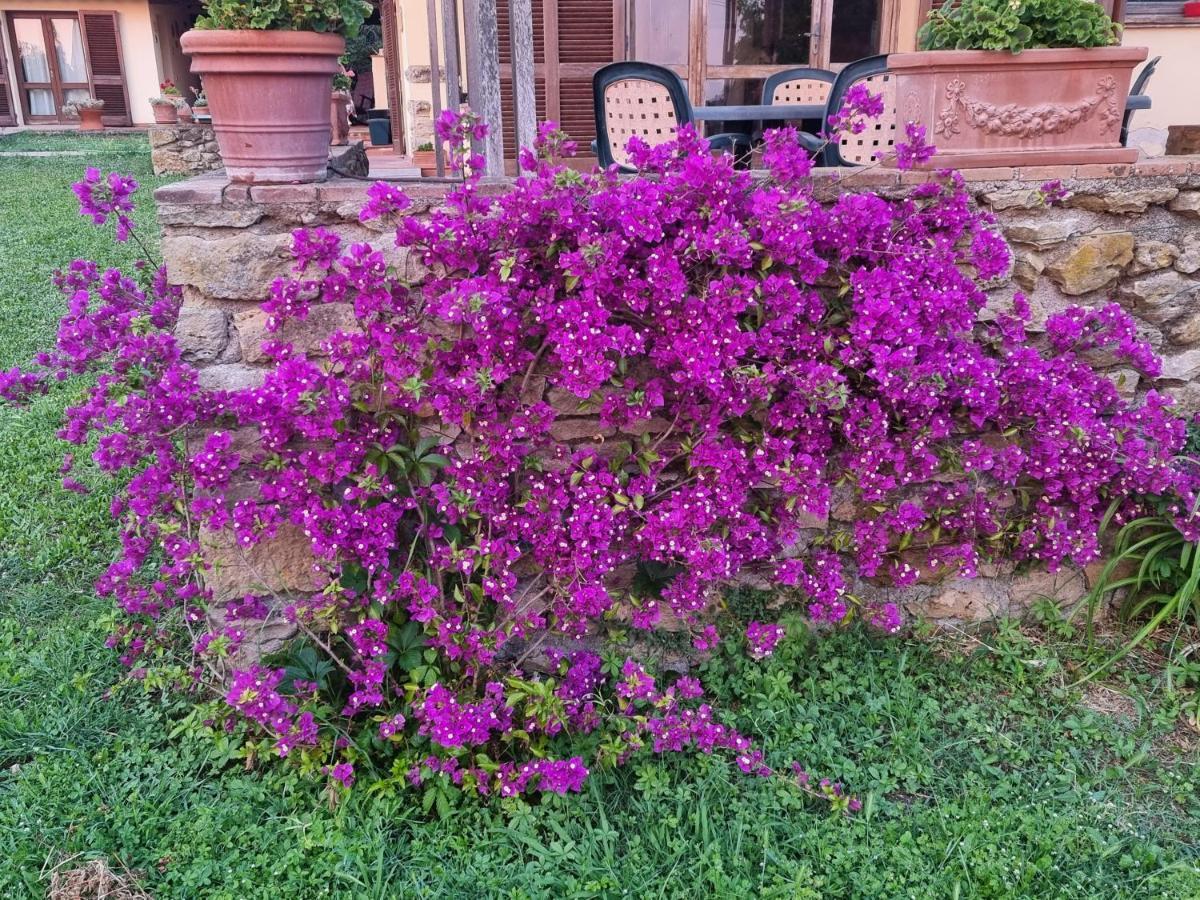 Vigna Lontana Vila Montescudaio Exterior foto
